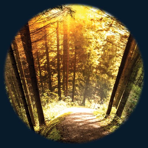 6" Magnetic Wheel Seasoned Woods - FGM7091