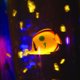 Bubble Column Fish